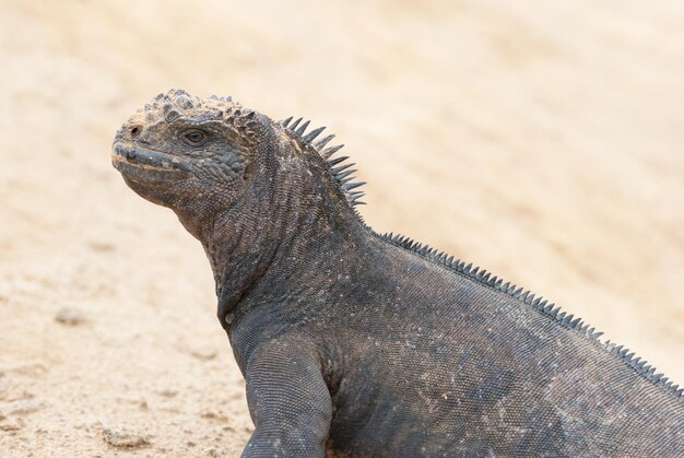 写真 砂上のイグアナのクローズアップ