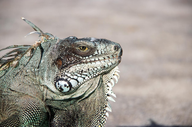 写真 イグアナのクローズアップ