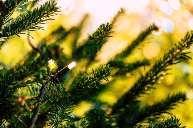 写真 植物の照明のクローズアップ