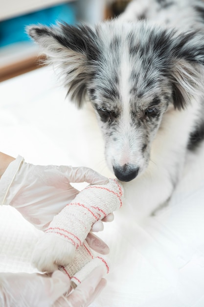 写真 傷ついた犬のクローズアップは、その足と四肢に包帯