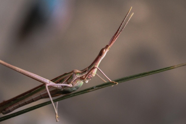 写真 ぼやけた背景に対する昆虫のクローズアップ