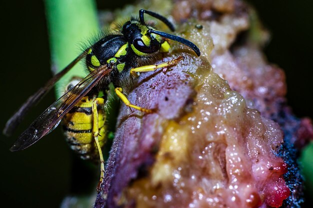 Фото Ближайший кадр насекомых, поедающих пищу