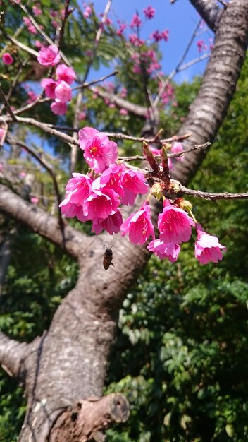 写真 ピンクの花の上に浮かぶ昆虫のクローズアップ