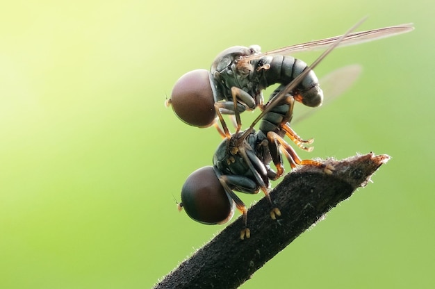 写真 昆虫の交尾のクローズアップ