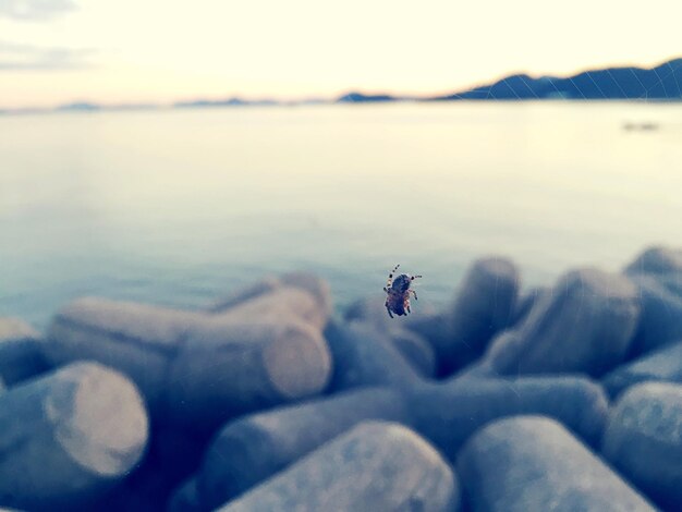 写真 空を背景にビーチの昆虫のクローズアップ