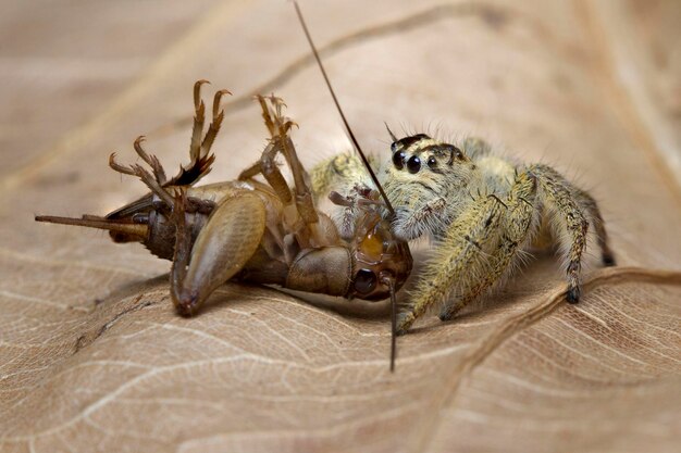 写真 床上の昆虫のクローズアップ