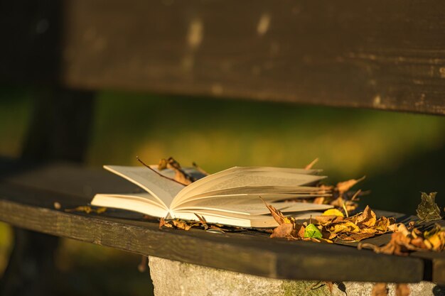 写真 花の上の昆虫のクローズアップ