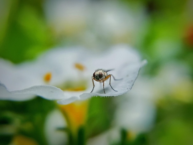 写真 花の上の昆虫のクローズアップ