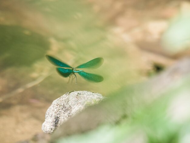 写真 花の上の昆虫のクローズアップ