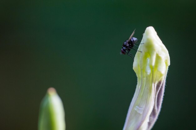 写真 花の上の昆虫のクローズアップ