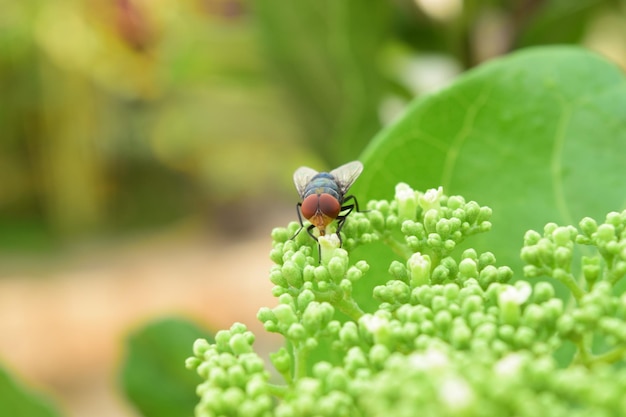 写真 花の上の昆虫のクローズアップ