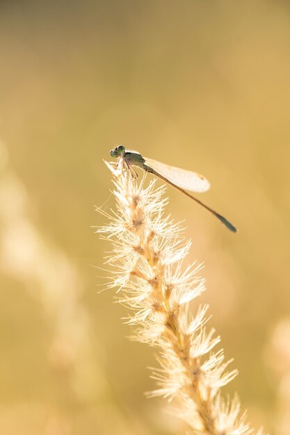 写真 花の上の昆虫のクローズアップ