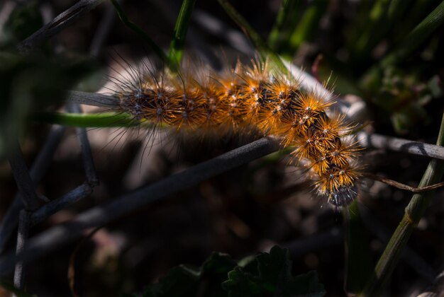 写真 花の上の昆虫のクローズアップ