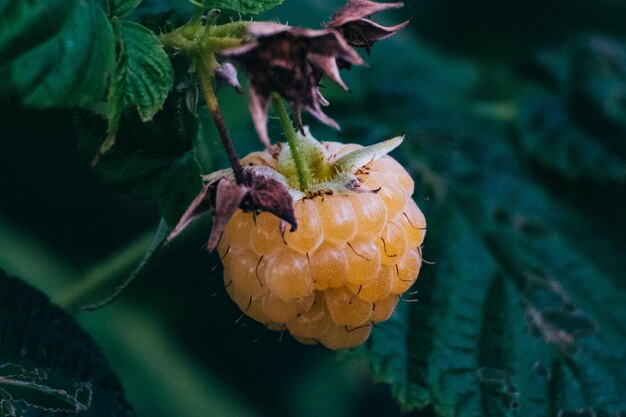 写真 花の上の昆虫のクローズアップ