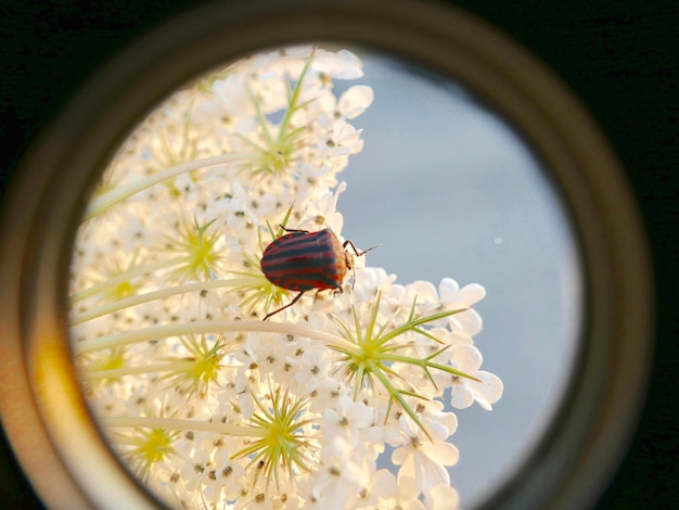 사진 꽃 에 있는 곤충 의 클로즈업