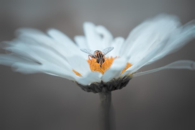 写真 花の上の昆虫のクローズアップ