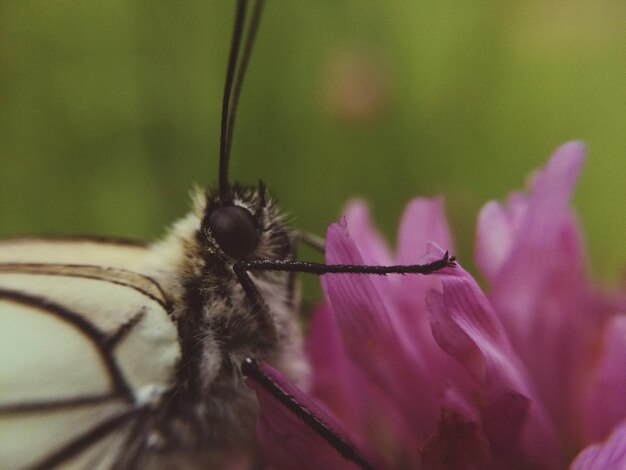 写真 花の上の昆虫のクローズアップ