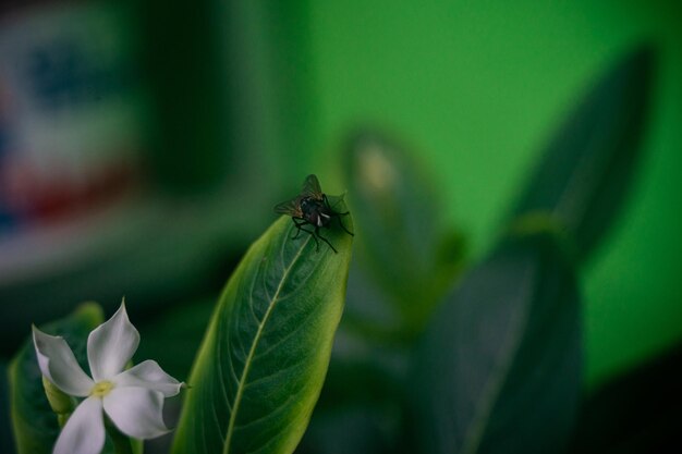 写真 花の上の昆虫のクローズアップ