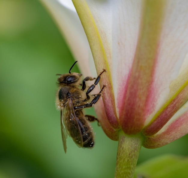 写真 花の上の昆虫のクローズアップ