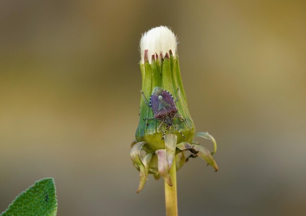 Фото Близкий план насекомого на цветке