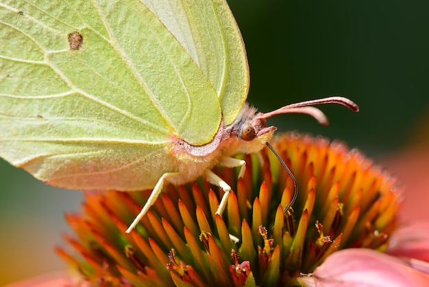 写真 花の上の昆虫のクローズアップ