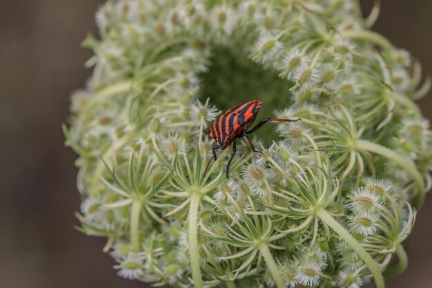 写真 花の上の昆虫のクローズアップ