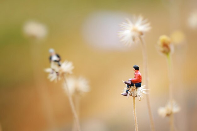 写真 花の上の昆虫のクローズアップ