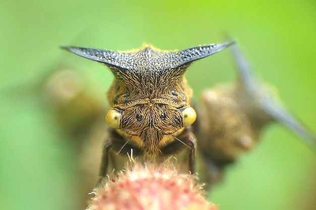 写真 花の上の昆虫のクローズアップ