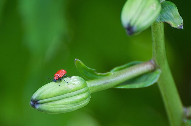 写真 花の上の昆虫のクローズアップ