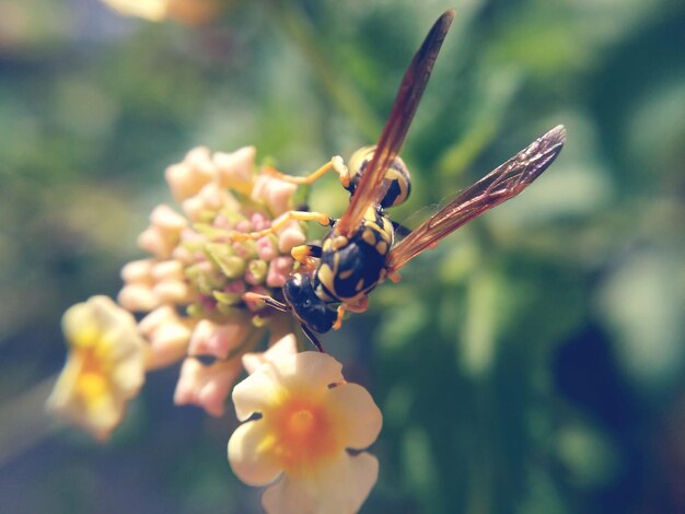 写真 花の上の昆虫のクローズアップ