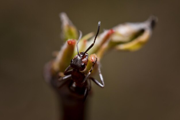 写真 花の上の昆虫のクローズアップ