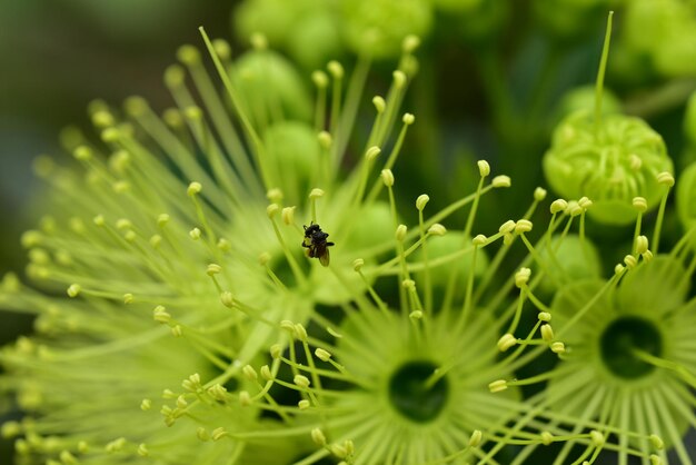 写真 花の上の昆虫のクローズアップ