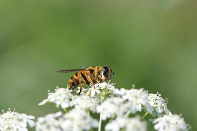 写真 花の上の昆虫のクローズアップ