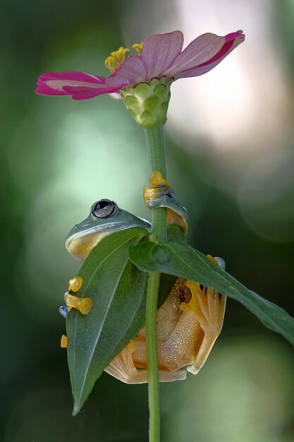 写真 花の上の昆虫のクローズアップ