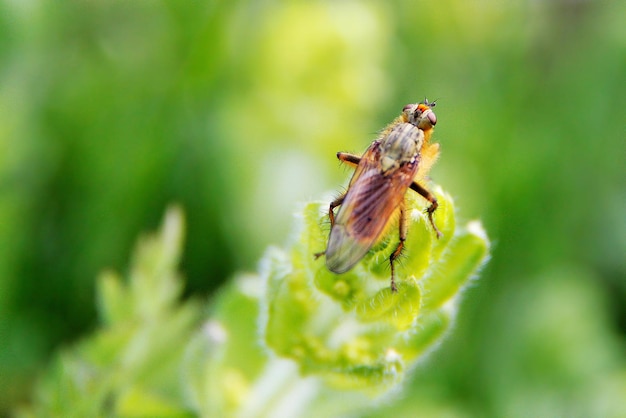 写真 花の上の昆虫のクローズアップ