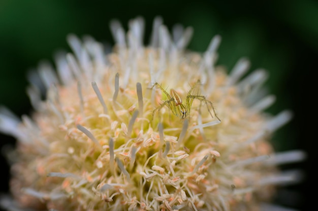 写真 花の上の昆虫のクローズアップ