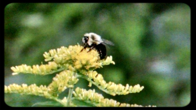 写真 花の上の昆虫のクローズアップ