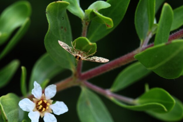 写真 花の上の昆虫のクローズアップ