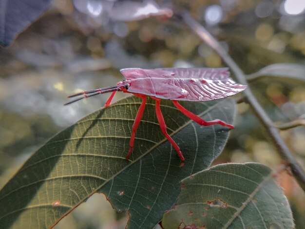 写真 花の上の昆虫のクローズアップ