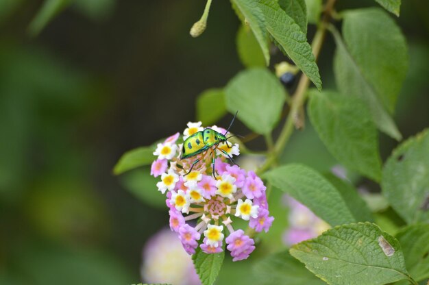 写真 花の上の昆虫のクローズアップ