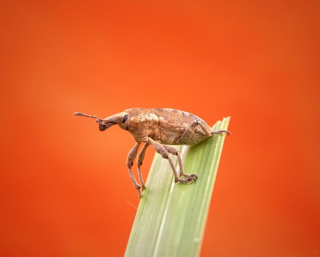 写真 草の上にある昆虫のクローズアップ