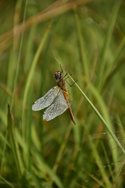 Фото Близкий снимок насекомого на траве