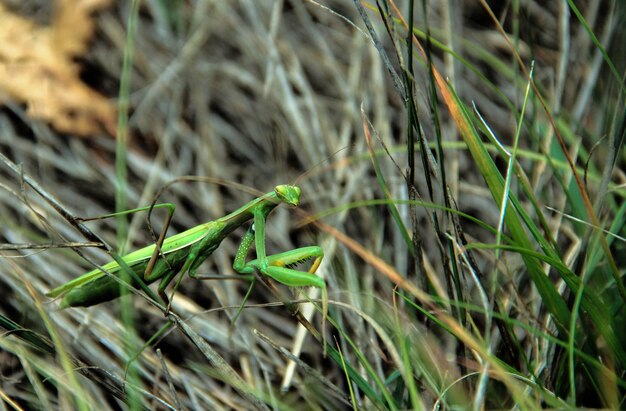 写真 草の上にある昆虫のクローズアップ