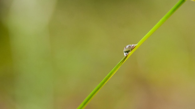 Фото Близкий план насекомого на траве