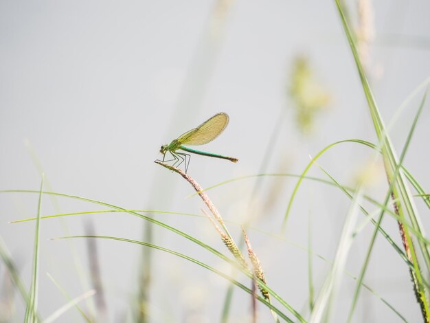 写真 草の上にある昆虫のクローズアップ