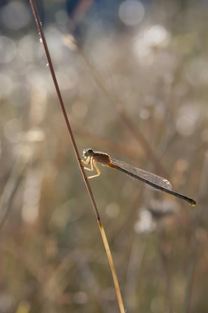 写真 草の上にある昆虫のクローズアップ