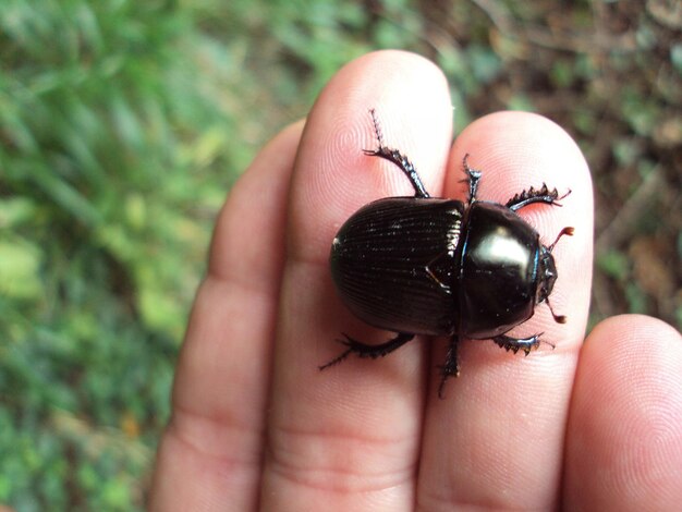 写真 手の上の昆虫のクローズアップ