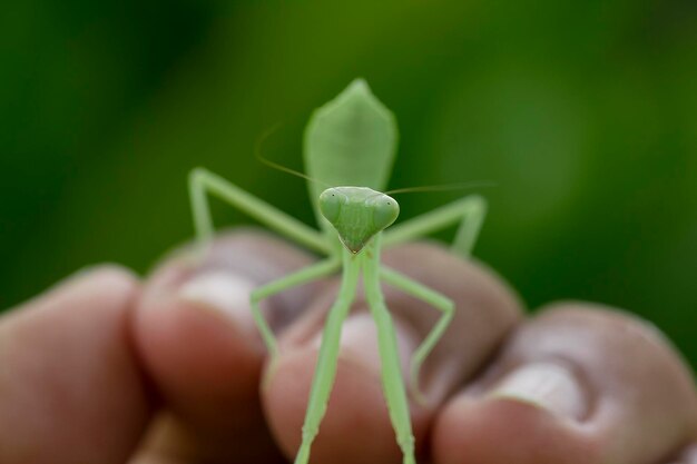 写真 手の上の昆虫のクローズアップ