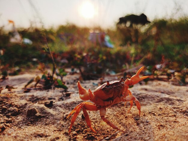 写真 陸上の昆虫のクローズアップ