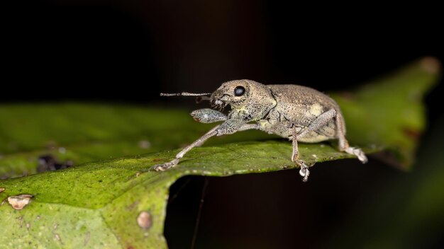 写真 葉の上の昆虫のクローズアップ